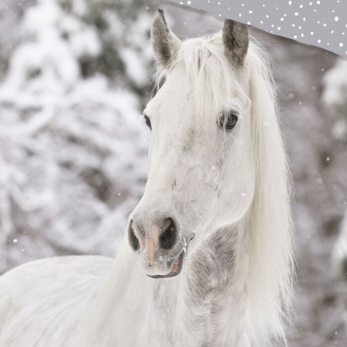 Bettwäsche Pferd im Schnee