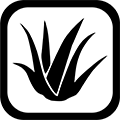 Aloe Vera Aloe Vera