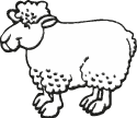 Schaf Echtlammfell Schaf Echtlammfell